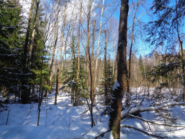 istock Forest and melting snow. Russia 667739404