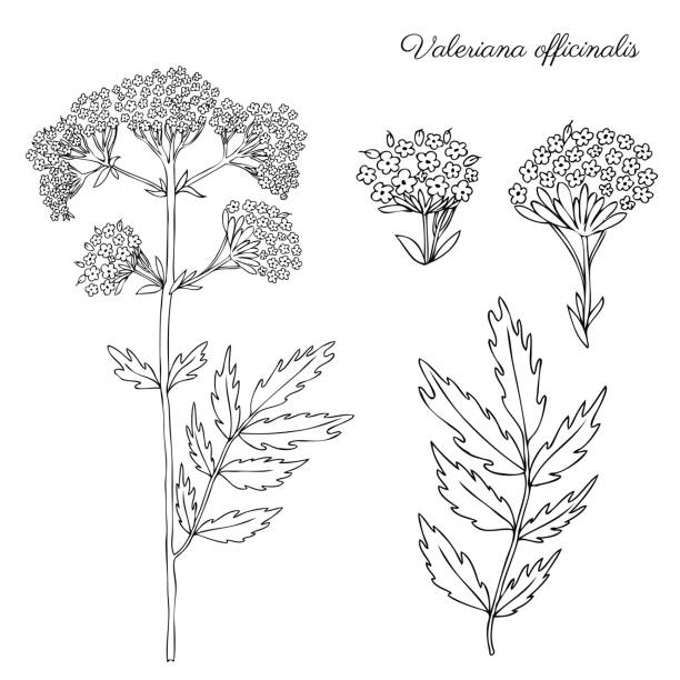 valeriana officinalis botanische handgezeichnete vektor tinte skizze isolierten auf weißen hintergrund, doodle illustration für design paket naturkosmetik, biologische medizin, grußkarten, grüner tee - wildflower botanical garden botany flower stock-grafiken, -clipart, -cartoons und -symbole