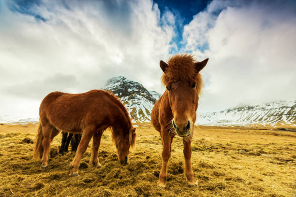 caballos en las montañas en islandia - horse iceland winter snow fotografías e imágenes de stock