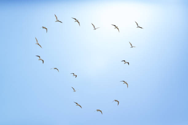 istock Heart shaped formation of gulls 667745688