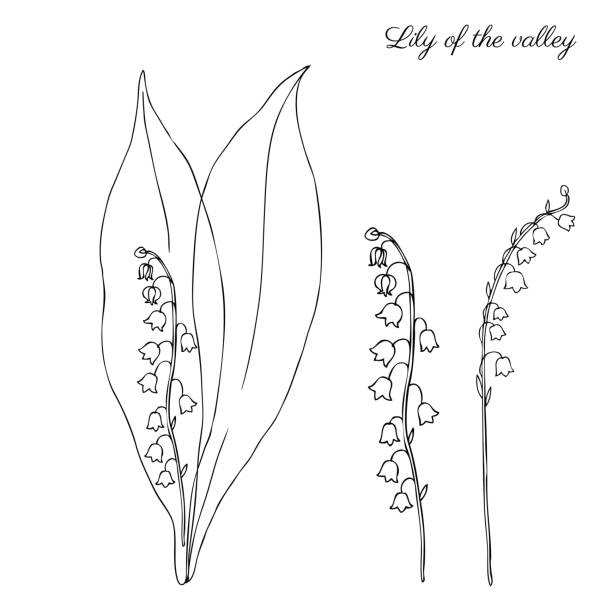 lily of the valley, convallariaarten blume, muguet isoliert auf weißem hintergrund botanische handgezeichnete skizze doodle vektorgrafik für design-paket kosmetik, medizin, grußkarte, hochzeitseinladung - hawthorn square shape square leaf stock-grafiken, -clipart, -cartoons und -symbole