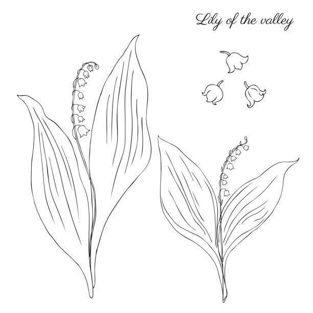 lily tal, convallariaarten blume, muguet hand gezeichnete vektor skizze auf weißem hintergrund isoliert, doodle florale illustration für design-paket kosmetik, medizin, grußkarte, hochzeitseinladung - hawthorn square shape square leaf stock-grafiken, -clipart, -cartoons und -symbole