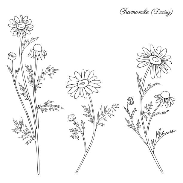 ilustrações de stock, clip art, desenhos animados e ícones de chamomile wild field flower isolated on white background botanical hand drawn daisy sketch vector doodle illustration for design package tea, organic cosmetic, natural medicine, greeting wedding card - m chamomilla