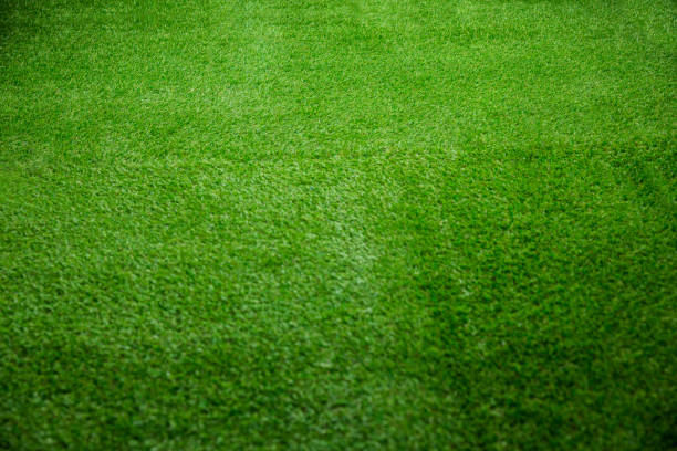 istock Close up view of turf 667755016
