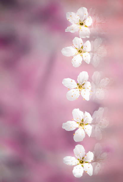 istock Line of white cherry blossoms 667755288