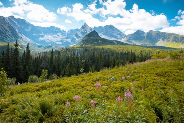 tatra mountains national park in zakopane - ridge mountain wilderness area poland imagens e fotografias de stock