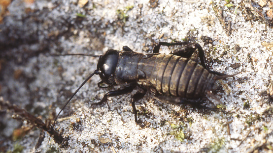 The Field Cricket once occurred throughout the Pleistocene soils, with the northern limit in Overijssel and a few populations in the dunes of Southern Netherlands.\n\n\n\n