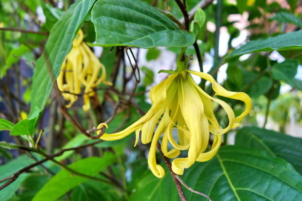 istock Ylang Ylang flowers 667759166