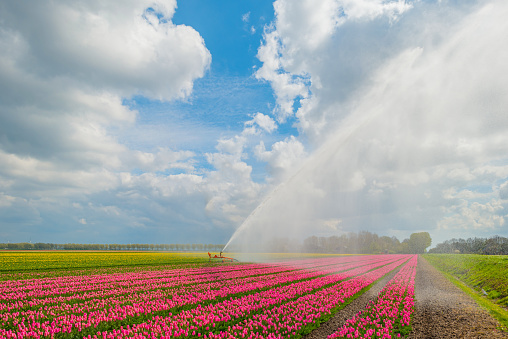 Irrigation of field with tulips in spring