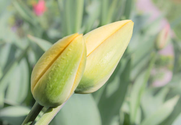 istock Young buds of yellow flowers. 667760504