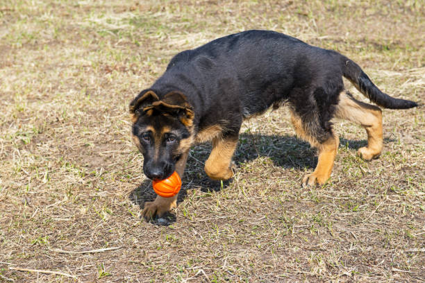 istock German shepherd dog playing with ball 667763488