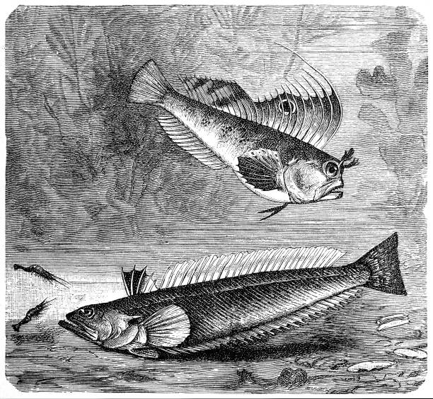 Blennius ocellaris (Butterfly blenny) and The greater weever (Trachinus draco) Illustration of a Blennius ocellaris (Butterfly blenny) and The greater weever (Trachinus draco) stargazer fish stock illustrations