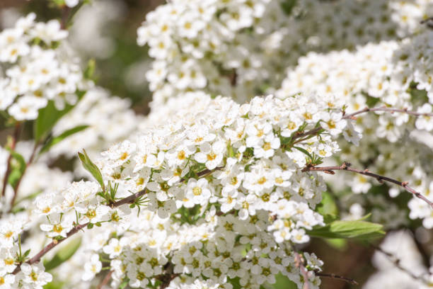 istock White color of spiraea. 667764066