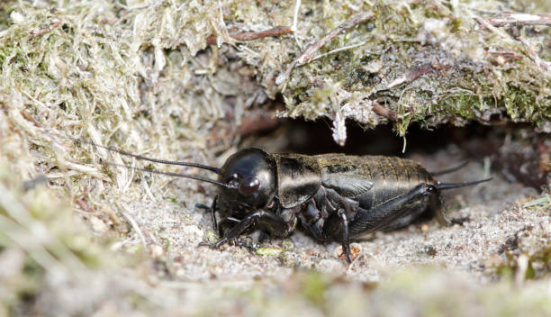 Field Cricket (Gryllus campestris) Nymph by Hole The Field Cricket once occurred throughout the Pleistocene soils, with the northern limit in Overijssel and a few populations in the dunes of Southern Netherlands.



 gryllus campestris stock pictures, royalty-free photos & images