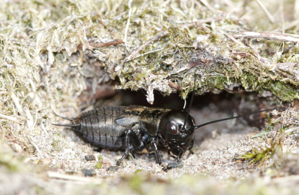 Field Cricket (Gryllus campestris) Nymph by Hole The Field Cricket once occurred throughout the Pleistocene soils, with the northern limit in Overijssel and a few populations in the dunes of Southern Netherlands.


 gryllus campestris stock pictures, royalty-free photos & images