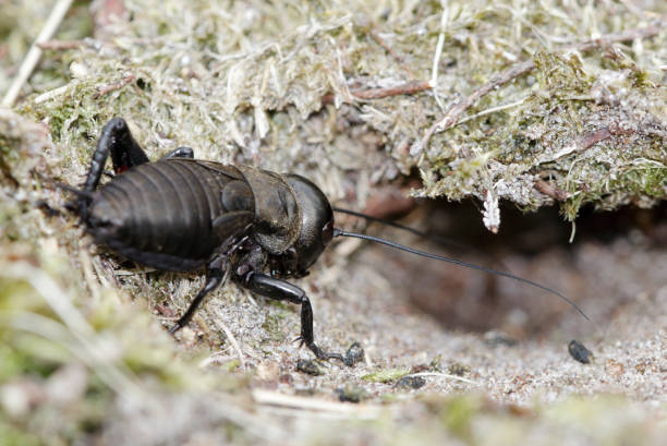 istock Field Cricket (Gryllus campestris) Nymp by Hole 667766686