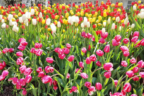 istock colorful blooming tulip flower in summer. 667766718
