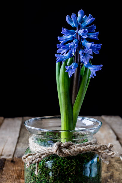 istock Hyacinth in a glass vase on a black background 667771208