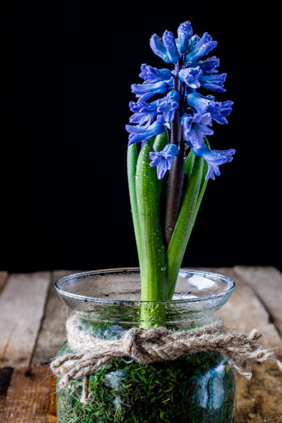 istock Hyacinth in a glass vase on a black background 667773126