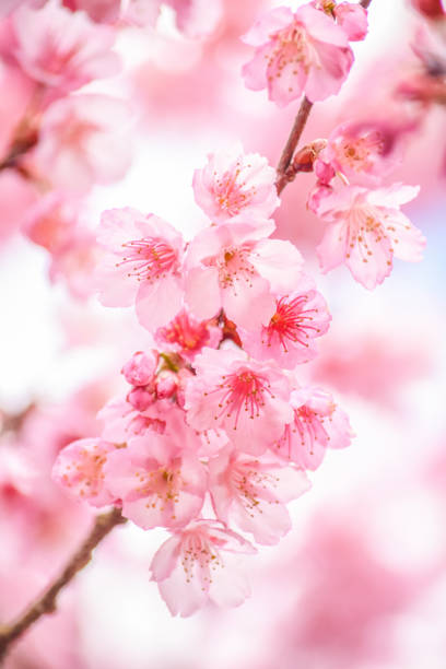istock Branch with pink sakura blossoms and blue sky background 667774090
