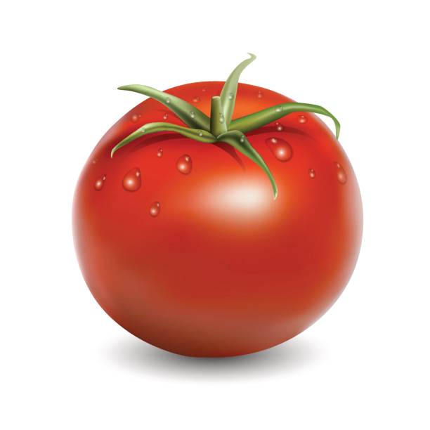 świeży czerwony pomidor z kroplami wody realistyczna ilustracja wektorowa wyizolowana na białym - white background food nature macro stock illustrations