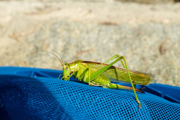istock Close up of grasshopper 667774958