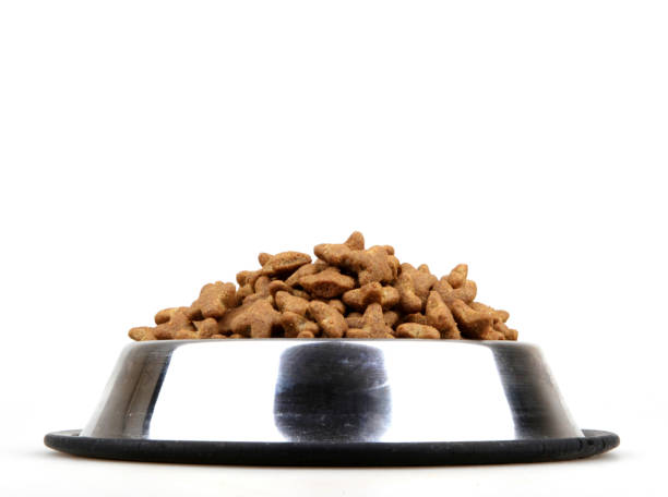 istock dog food bowl 667775250