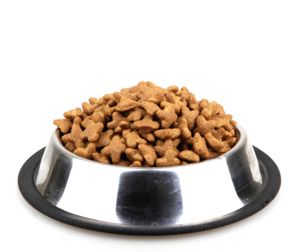 istock dog food bowl 667775254