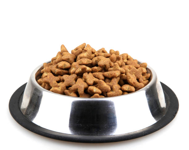 istock dog food bowl 667775256