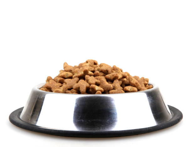 istock dog food bowl 667775886