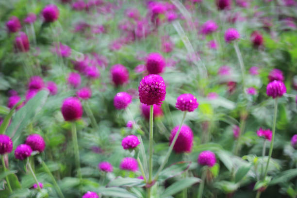 istock multicolored flowerbed on a lawn 667777510