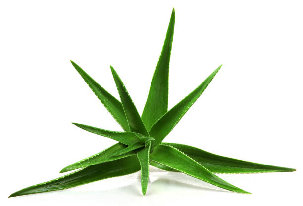 istock Aloe Vera Plant Isolated On white Background 667781790