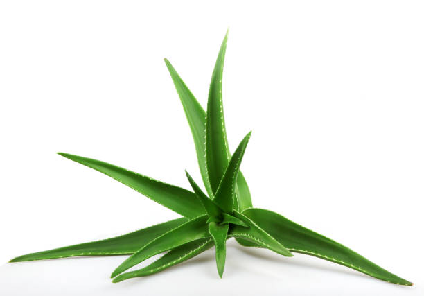 istock Aloe Vera Plant Isolated On white Background 667781794