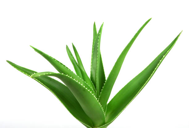 aloe vera planta aislada en el blanco de fondo - áloe fotografías e imágenes de stock