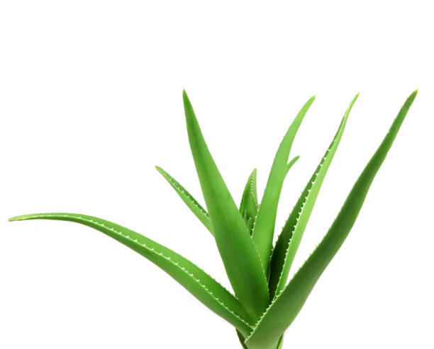 istock Aloe Vera Plant Isolated On white Background 667781826