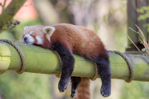 Dormir el Panda rojo. Divertida imagen de animales Linda. photo