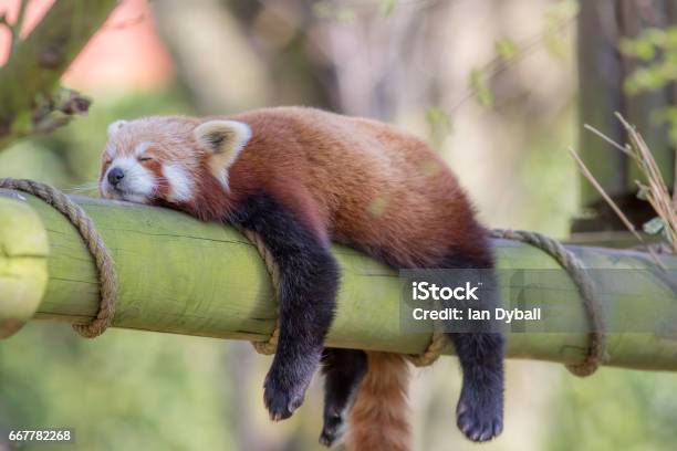 Dormir El Panda Rojo Divertida Imagen De Animales Linda Foto de stock y más banco de imágenes de Animal