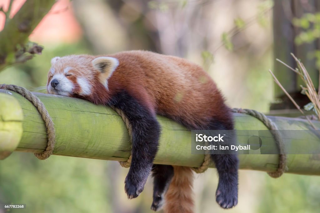 Sleeping Red Panda. Funny cute animal image. Sleeping Red Panda (Ailurus fulgens). Funny cute animal image of a red panda asleep during afternoon siesta. Animal Stock Photo