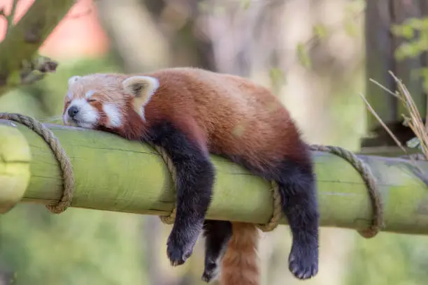 Sleeping Red Panda (Ailurus fulgens). Funny cute animal image of a red panda asleep during afternoon siesta.