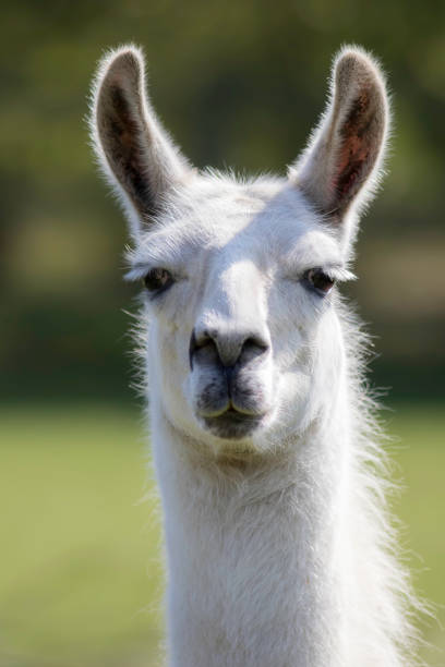 istock White llama portrait. Focus on eyes. 667782270