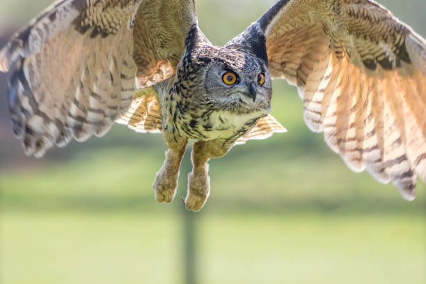 European Eagle Owl flying European eagle owl (Bubo bubo) bird of prey in flight with wings raised. eurasian eagle owl stock pictures, royalty-free photos & images