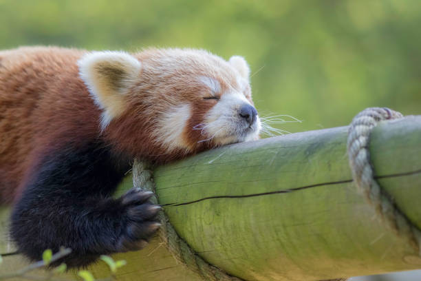 istock Close up of a red panda sleeping. Exhausted cute animal 667782282