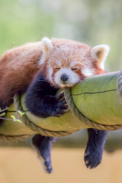 istock Red Panda Sleeping. This cute nocturnal animal asleep 667782284