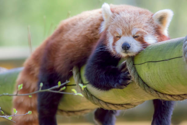 istock Red Panda Sleeping. Cute animal taking an afternoon nap. 667782288