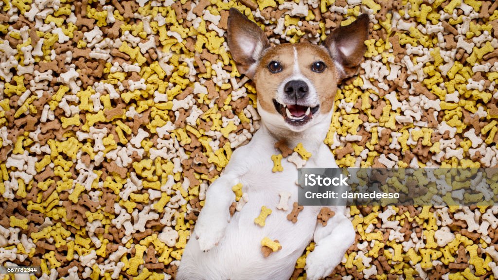 hungry dog in big  food mound hungry jack russell dog inside a big mound or cluster of food , isolated on mountain of cookie bone  treats as background Dog Stock Photo