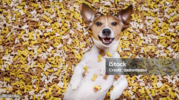 Hungry Dog In Big Food Mound Stock Photo - Download Image Now - Dog, Indulgence, Snack
