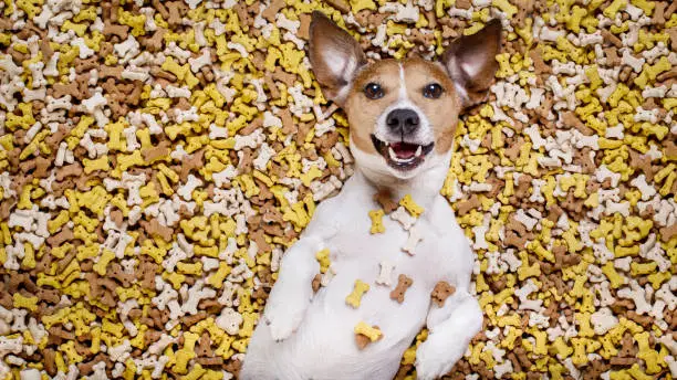 hungry jack russell dog inside a big mound or cluster of food , isolated on mountain of cookie bone  treats as background