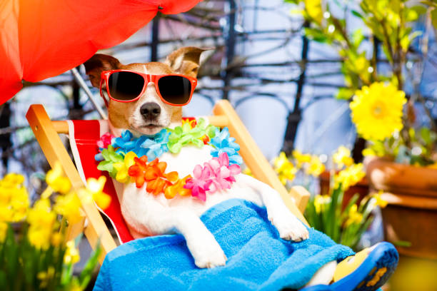 istock dog summer holiday vacation on hammock 667782496