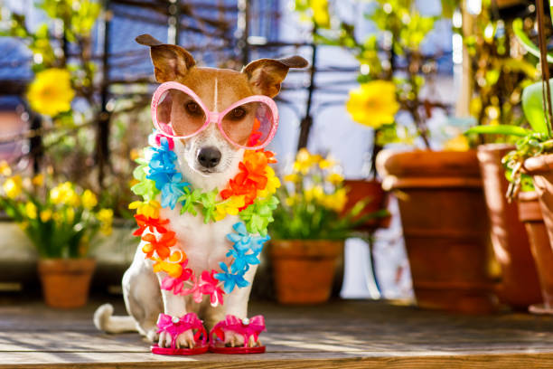 istock dog summer holiday vacation on balcony 667782544