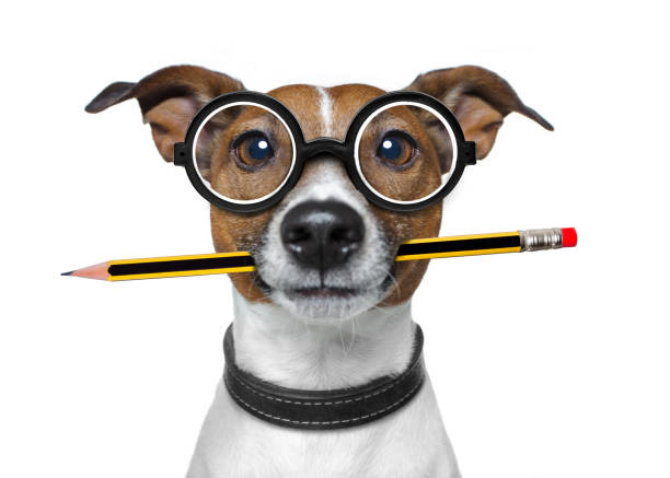 dog with pencil at the office stock photo